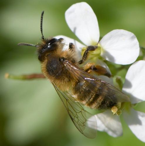 Réf. 246 357 : Andrena nigroaenea